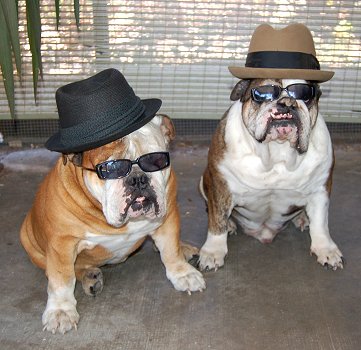 Blues_Brothers_1.jpg