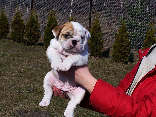 Sabapup.jpg