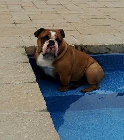 can old english bulldogs swim