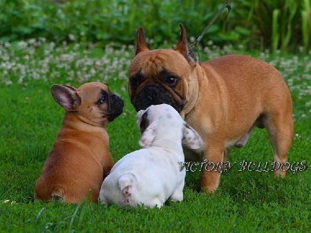 Victory Home Champion English and French Bulldogs